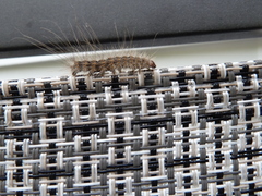 Hyphantria cunea