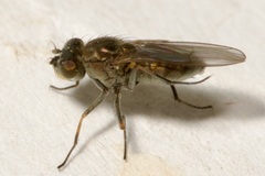 Ephydridae