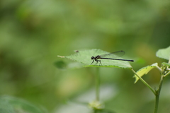 Onychargia atrocyana