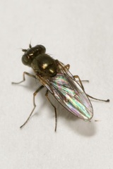 Ephydridae