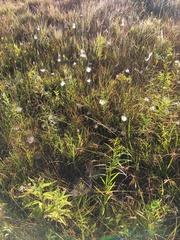 Frontinella pyramitela