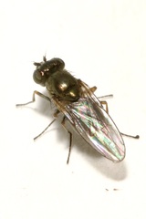 Ephydridae