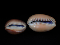 Monetaria caputserpentis