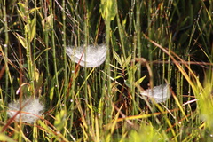 Frontinella pyramitela