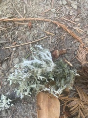 Evernia prunastri