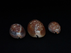 Monetaria caputserpentis