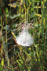 Frontinella pyramitela