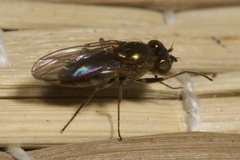 Ephydridae