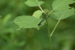 Onychargia atrocyana