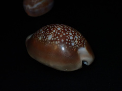 Monetaria caputserpentis