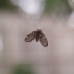 Psychodinae