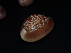 Monetaria caputserpentis