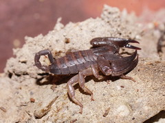 Hormurus