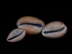 Monetaria caputserpentis