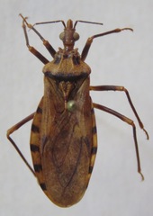 Panstrongylus geniculatus