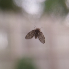 Psychodinae