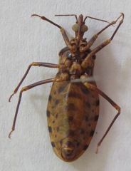 Panstrongylus geniculatus