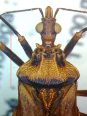 Panstrongylus geniculatus