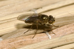 Ephydridae