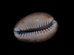 Monetaria caputserpentis