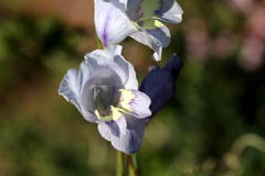 Gladiolus carinatus