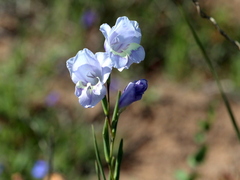 Gladiolus carinatus
