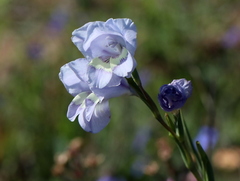Gladiolus carinatus