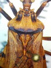 Panstrongylus geniculatus