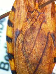 Panstrongylus geniculatus