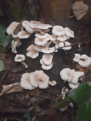 Pleurotus cornucopiae