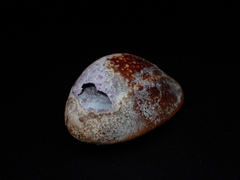 Monetaria caputserpentis