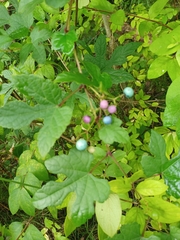 Ampelopsis
