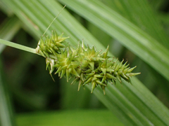 Carex arcta