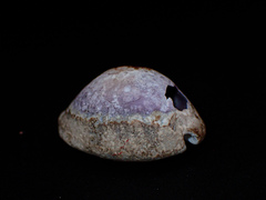 Monetaria caputserpentis