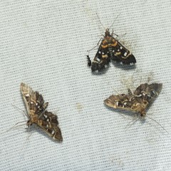 Diathrausta harlequinalis