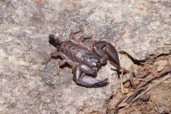Hormurus