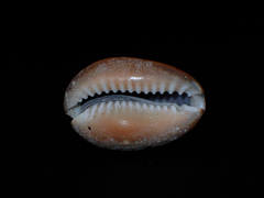 Monetaria caputserpentis