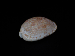Naria erosa