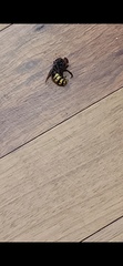 Aculeata