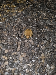 Anura