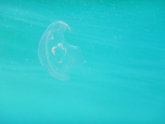 Aequorea forskalea