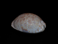Naria erosa