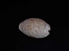 Naria erosa