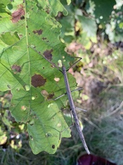 Diapheromera femorata