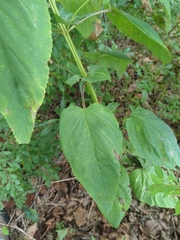 Scrophularia marilandica