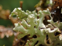 Hypogymnia physodes
