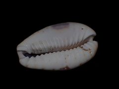 Naria erosa