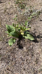 Cynoglossum officinale