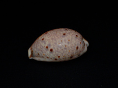 Lyncina lynx