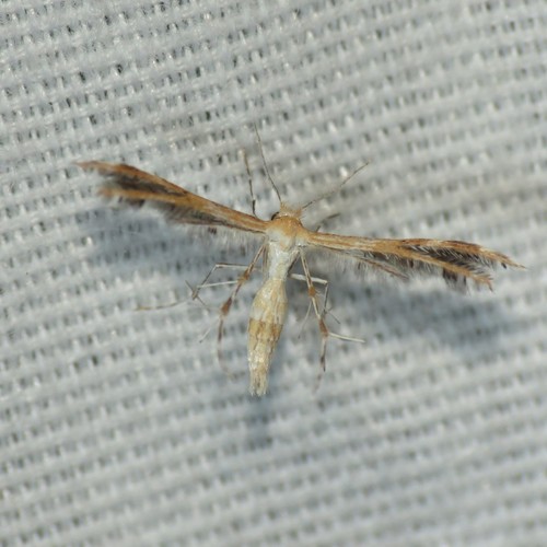 Spiderling Plume Moth